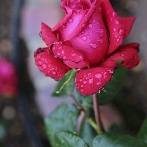 Meet your Posher, Ami